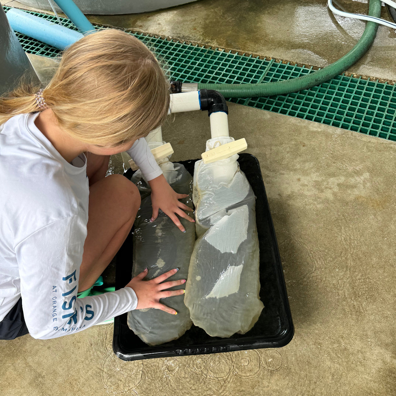 Oyster Nursery