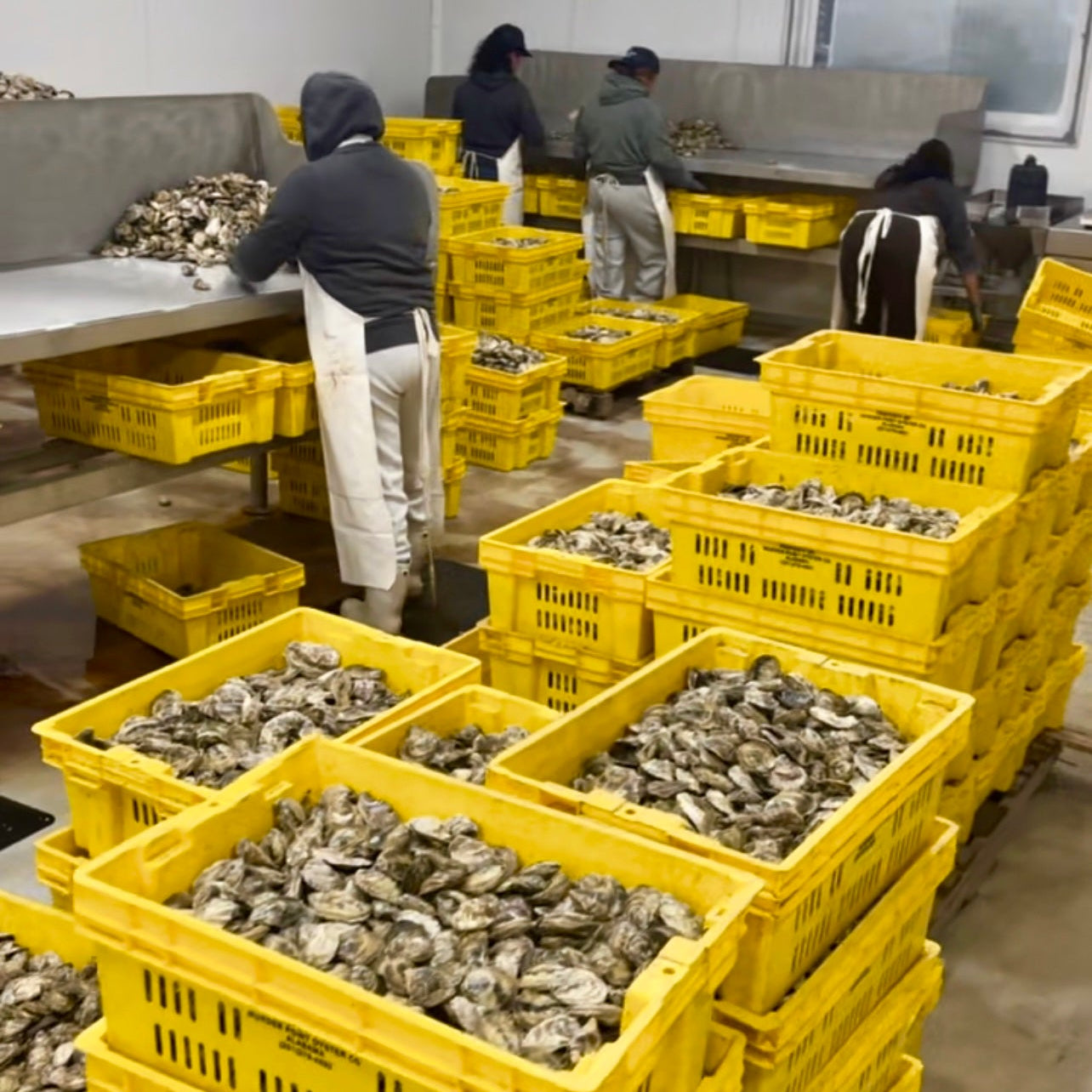 Oyster Processing