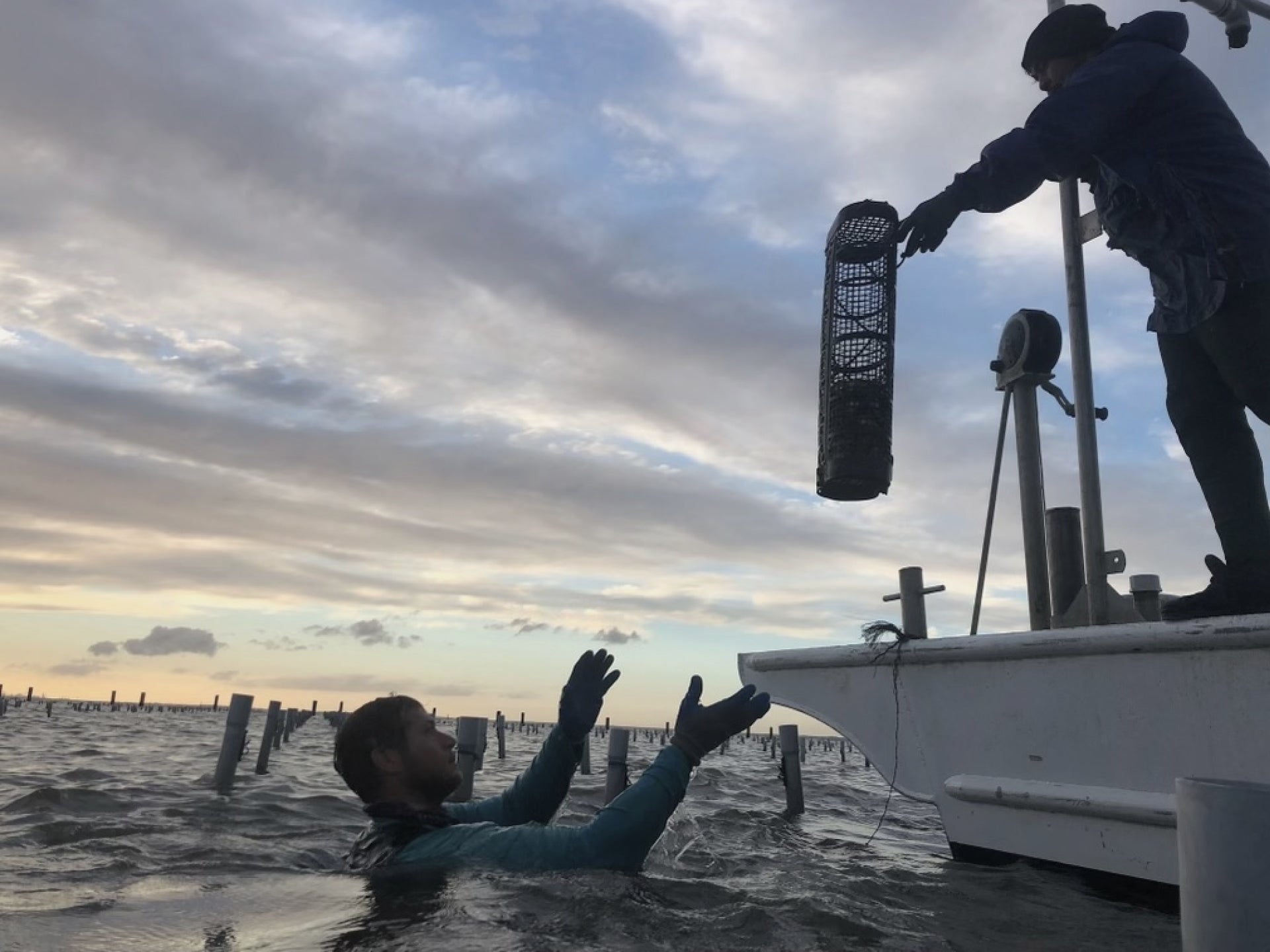 Harvesting Oysters at Murder Point