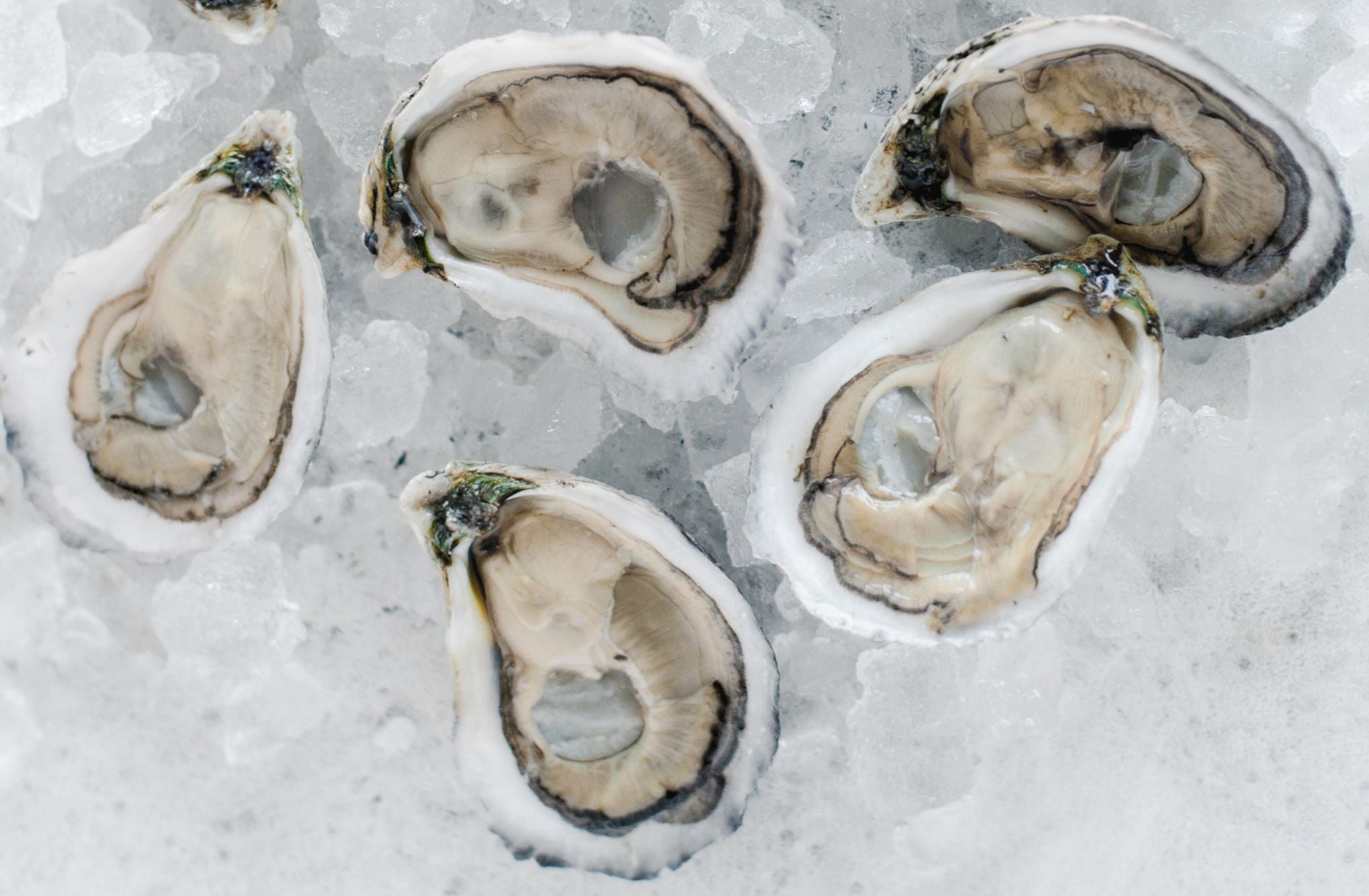 Oysters on Ice