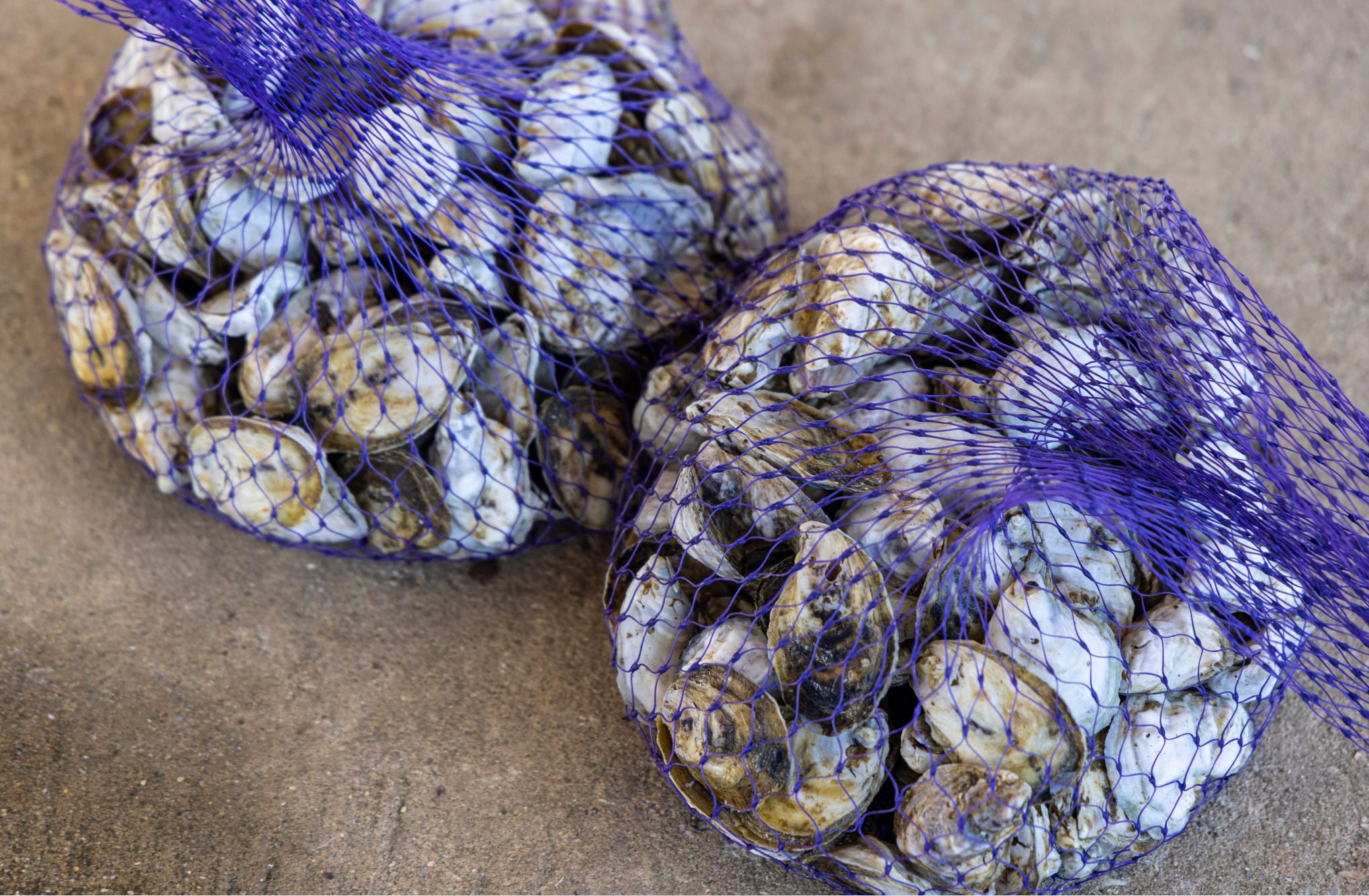 Wholesale Oysters