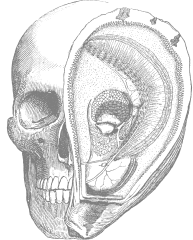 Murder Point Skull Oyster Icon