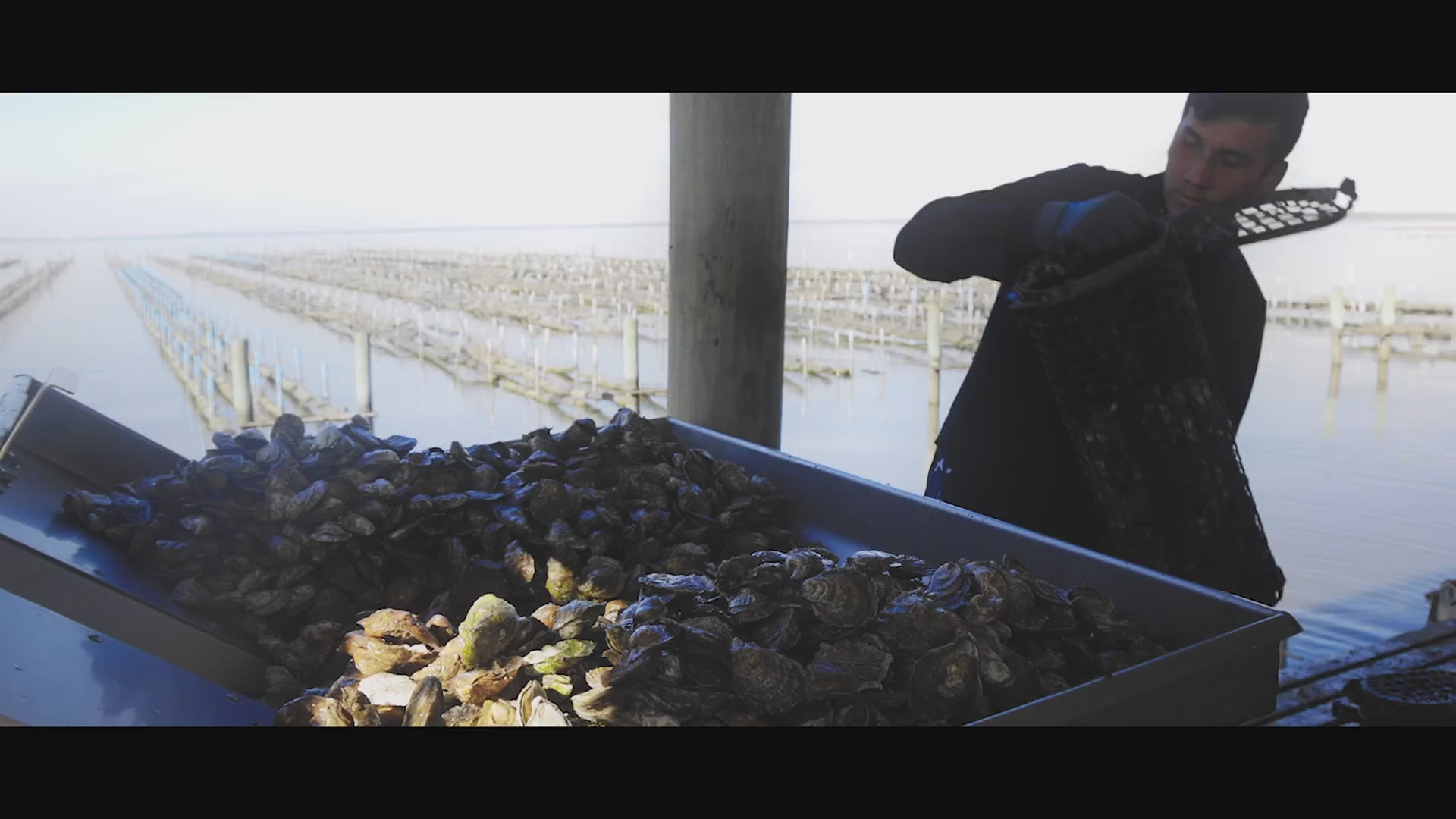 Murder Point Oysters Harvesting Process