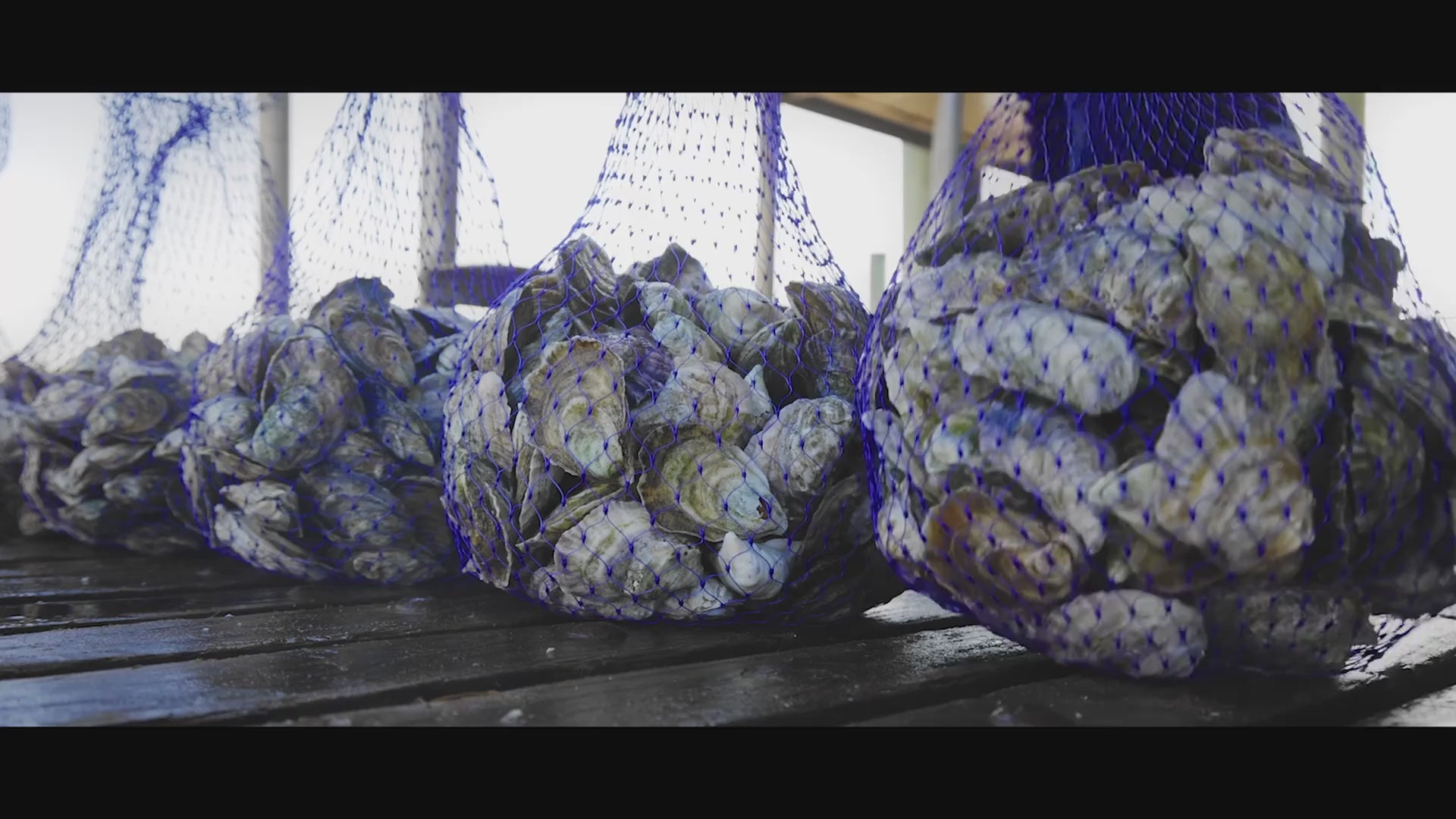 The Murder Point Oysters Story